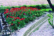 Bordure grillagée verte pour jardinet 25x0.25m - vignette
