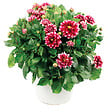 FLEURON - Dahlia pot 4.5 l - vignette
