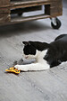 AGROBIOTHERS - Tyrol crinkle papillon jouet chat - vignette