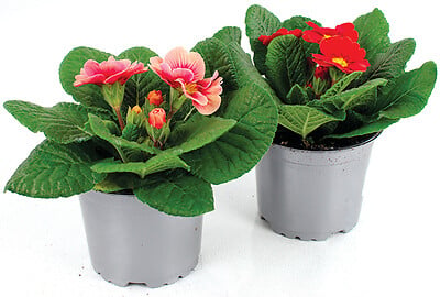 FLEURON - Primevère acaule - pot 10,5cm - 0,5L - large