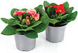 FLEURON - Primevère acaule - pot 10,5cm - 0,5L - vignette