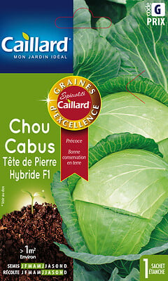 CAILLARD - Chou Cabus tête de pierre hybride - large