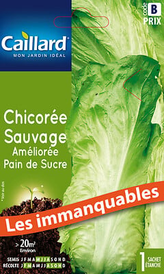 CAILLARD - Chicorée sauvage pain de sucre - Graines - Récolte automne - large