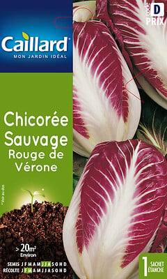 CAILLARD - Chicorée sauvage rouge de Vérone - large