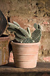 DEROMA - Pot en terre cuite Siena Toscana - Terre rosée - 11cm - vignette