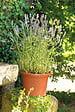 DEROMA - Pot de fleurs rond Recyclat Cotto - Terre rouge - 25cm - vignette