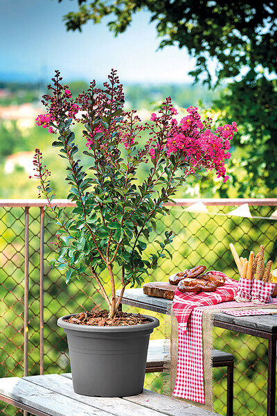 DEROMA - Pot Cilindro Day R - Anthracite - Diam.35xH.24.6cm - large