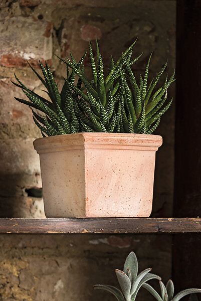 DEROMA - Quadro Mini pot carré Siena Toscana 11cm - large