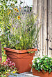 DEROMA - Quadro Day R Cotto - Terre rouge - 27L - Diam.38,5xH.33,5cm - vignette