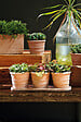 DEROMA - Mini pots Siena Toscana - Terre rosée - 35x11,5x10,5cm - vignette