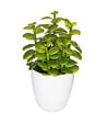 ATMOSPHERA - Plante artificielle Cactus en pot H 18 cm - vignette