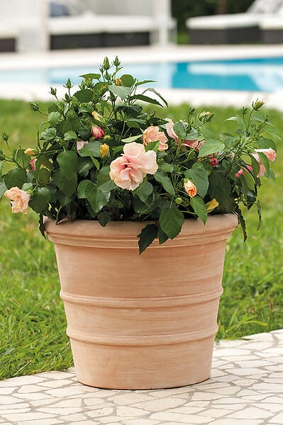 DEROMA - Vaso Siena Toscana 23cm - Terre cuite - Diam.23.9xH.19cm - large