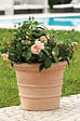 DEROMA - Vaso Siena Toscana 23cm - Terre cuite - Diam.23.9xH.19cm - vignette