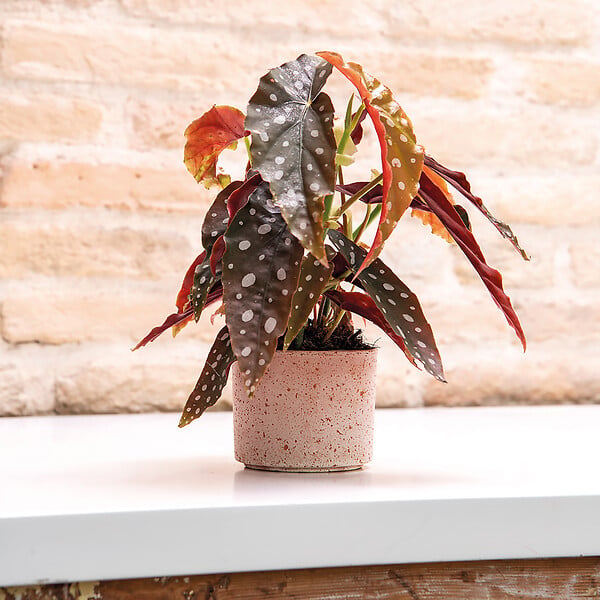 DEROMA - Mini Pot Cylindrique Luna - Terre rosée - Diam.10,5xH.8,5cm - large