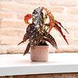 DEROMA - Mini Pot Cylindrique Luna - Terre rosée - Diam.10,5xH.8,5cm - vignette