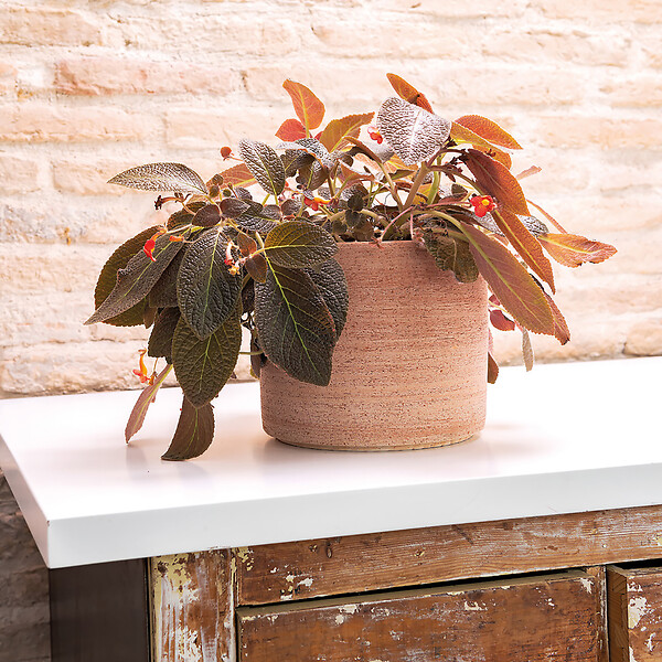 DEROMA - Pot Cylindrique Luna 26 cm - large