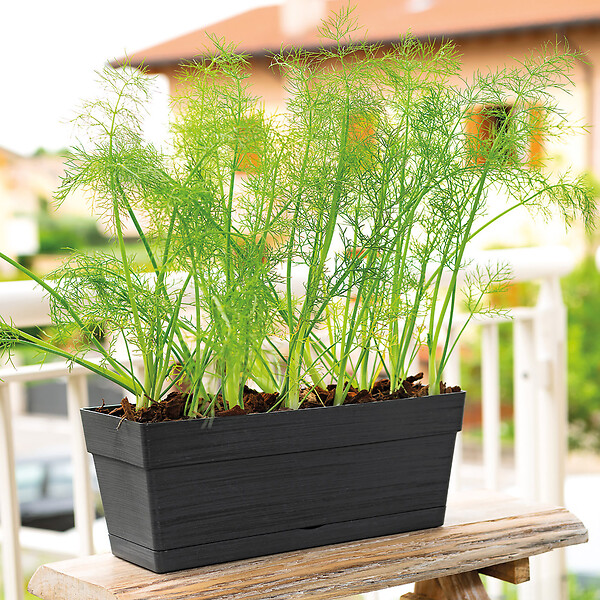 DEROMA - Jardinière Save R Anthracite à réserve d'eau 28 cm - large