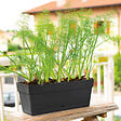 DEROMA - Jardinière Save R Anthracite à réserve d'eau 28 cm - vignette