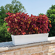 DEROMA - Jardinière Save R Bianco 78cm - vignette