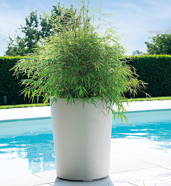 DEROMA - Vaso Gravity Mastic à réserve d'eau 53 cm - large