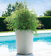 DEROMA - Vaso Gravity Mastic à réserve d'eau 53 cm - vignette