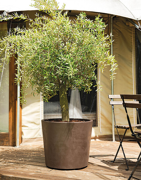DEROMA - vaso millennium brownstone à réserve d'eau et roulettes 59 cm - large