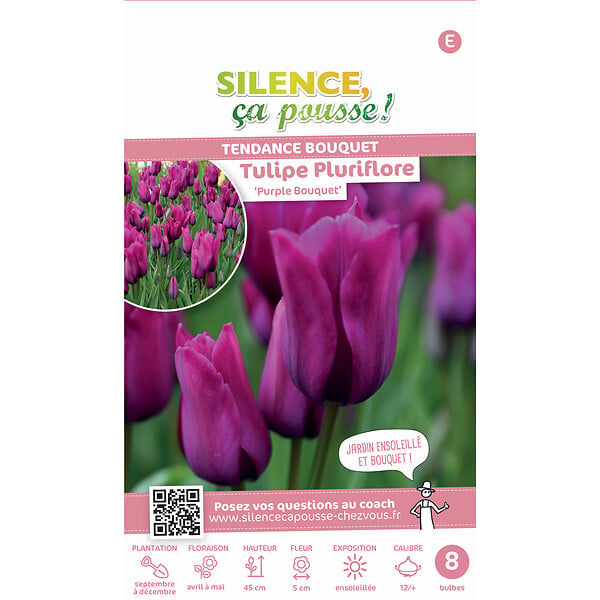 SCPB A - Tulipe pluriflore purple bouquet 12-+ x8 - large
