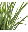 ATMOSPHERA - Plante artificielle Herbe dans un Pot tressé en jacinthe d'eau beige naturel H 48 cm - vignette