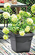 DEROMA - Pot carré Quadro Day R - Anthracite - 32cm - vignette