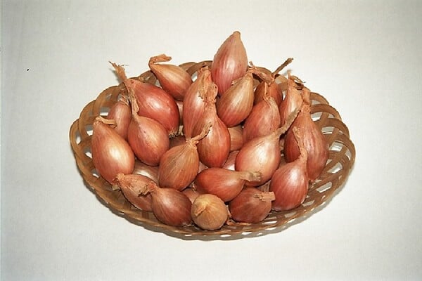 BERNARD - Échalote rose Jermor - 500g - Longue conservation - large