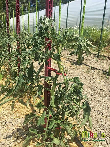 MIKADO - Tuteur 180cm tomates - Polypropylène recyclable - 4 attaches - large
