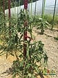 MIKADO - Tuteur 180cm tomates - Polypropylène recyclable - 4 attaches - vignette
