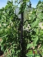 MIKADO - Tuteur 180cm anthracite + 4 attaches - vignette