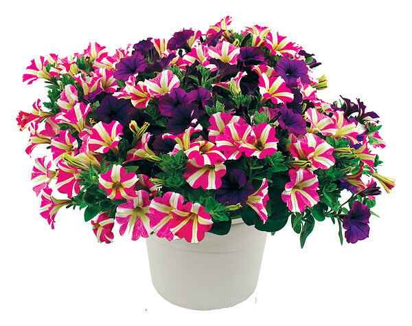 FLEURON - Festival Petunia - Fleurs multicolores - 4,5L - large