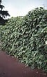 TRAVERS - Lierre grimpant Hedera Gloire de Marengo - Panaché - Pot 6L - vignette