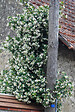 TRAVERS - TRACHELOSP jasminoïdes C6L - vignette