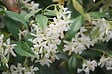 TRAVERS - TRACHELOSP jasminoïdes C6L - vignette
