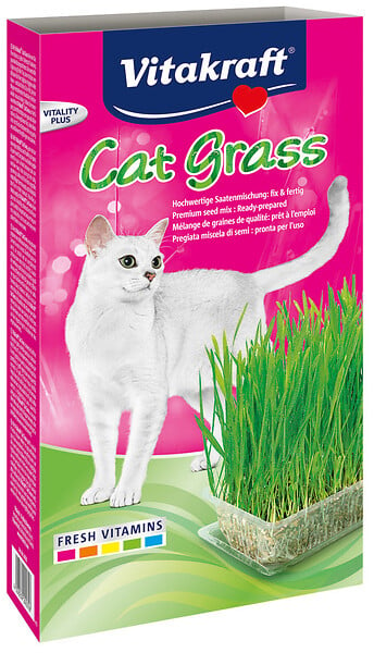 Herbe à Chat Cat-gras - large