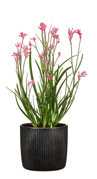 SCHEURICH - Cache-pot céramique Ebano Linea noir 13cm - large