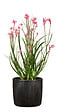 SCHEURICH - Cache-pot céramique Ebano Linea noir 13cm - vignette