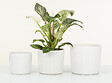 SCHEURICH - Cache-pot céramique Perla Linea Perla - 13cm - vignette