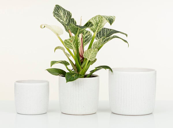 SCHEURICH - Cache-pot céramique Perla Linea 15cm - Étanche - 1,57 L - large