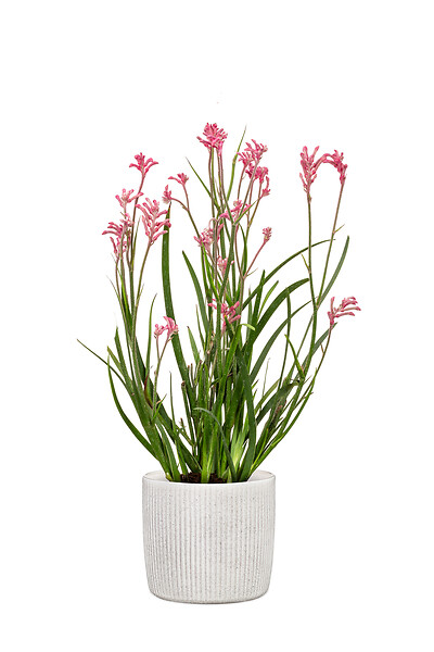 SCHEURICH - Cache-pot céramique Perla Linea 18cm Blanc - large