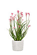 SCHEURICH - Cache-pot céramique Perla Linea 18cm Blanc - vignette