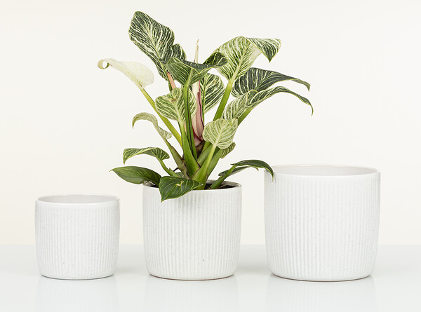 SCHEURICH - Cache-pot céramique Perla Linea 18cm Blanc - large