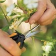 FISKARS - Ciseaux fleurs Microtip Solid SP13 Taille précision - vignette