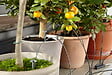 GARDENA - Kit arrosage automatique 36 pots - Pompe 14V - Minuterie - vignette