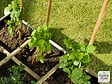 CERLAND - Tuteur tomates - Lot de 6 - vignette