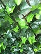 NATURE - Treillis osier feuilles - Bicolore - 1x2m - vignette