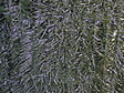 IDEAL GARD - Haie artificielle monocolore 90 lignes - 1x3m - vignette